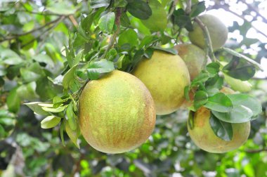 Bahar süre ağacında üzerinde greyfurt