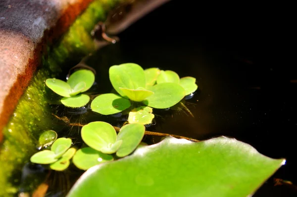 Erva-daninha verde na água — Fotografia de Stock