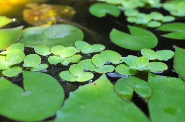 Green duckweed on the water — Stock Photo, Image