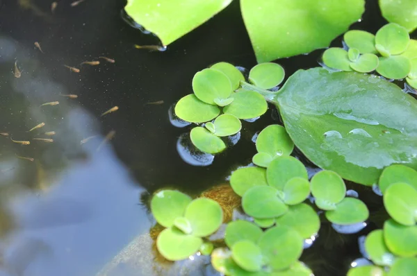 Grüner Wasserlinsen auf dem Wasser — Stockfoto