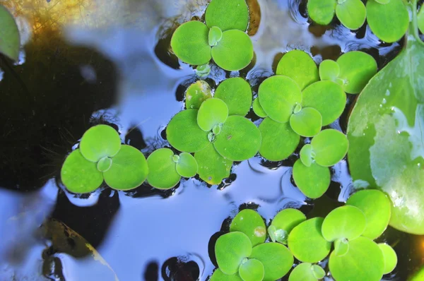 Pato verde en el agua —  Fotos de Stock