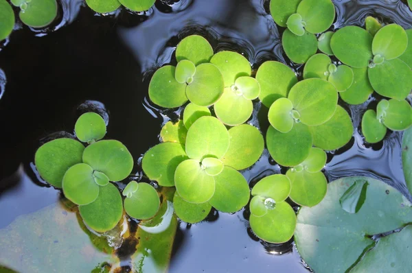 Erva-daninha verde na água — Fotografia de Stock