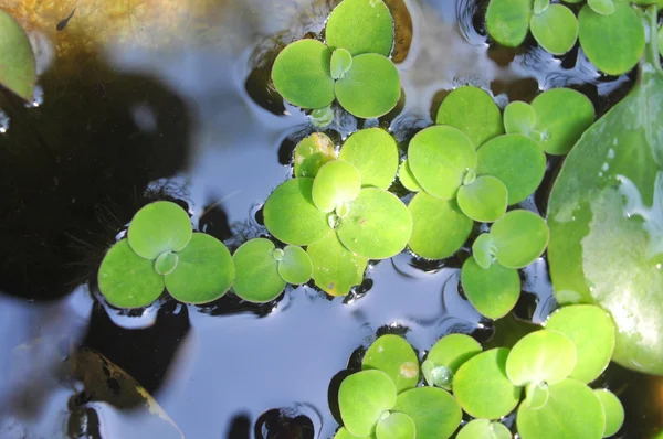 Erva-daninha verde na água — Fotografia de Stock