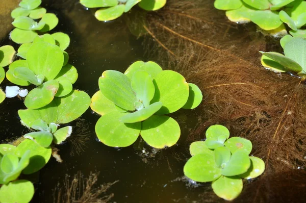 Green duckweed on the water — Stock Photo, Image