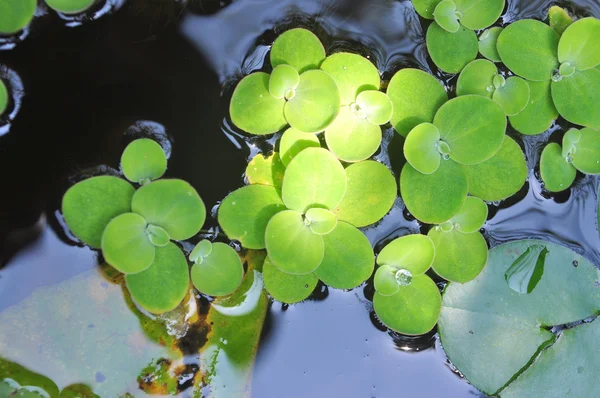 Erva-daninha verde na água — Fotografia de Stock