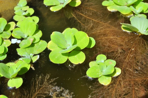 Pato verde en el agua —  Fotos de Stock