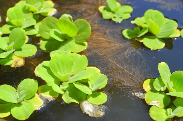 Zielona kaczka na wodzie — Zdjęcie stockowe