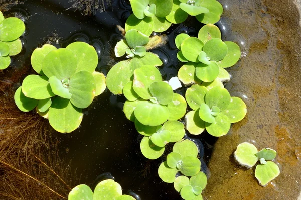 Zielona kaczka na wodzie — Zdjęcie stockowe