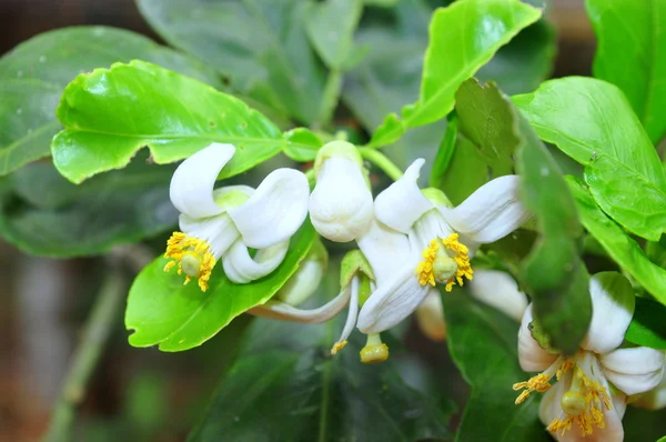 Flor de toranja no tempo de primavera — Fotografia de Stock