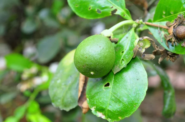 Grapefruit blossom in the spring time — Stock Photo, Image