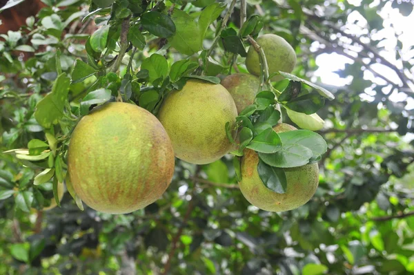 Pomelo en el árbol en primavera — Foto de Stock