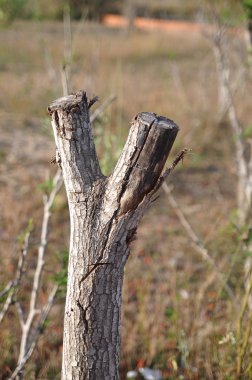 Kurutulmuş zafer ağaç alanında
