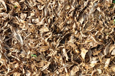 Kurutulmuş yaprakları doku yere