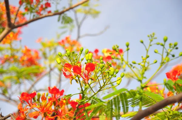 Tropická poinciana červené květy — Stock fotografie