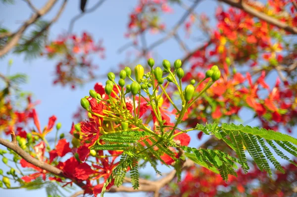 Tropická poinciana červené květy — Stock fotografie