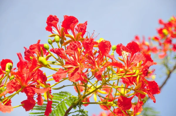 Tropická poinciana červené květy — Stock fotografie