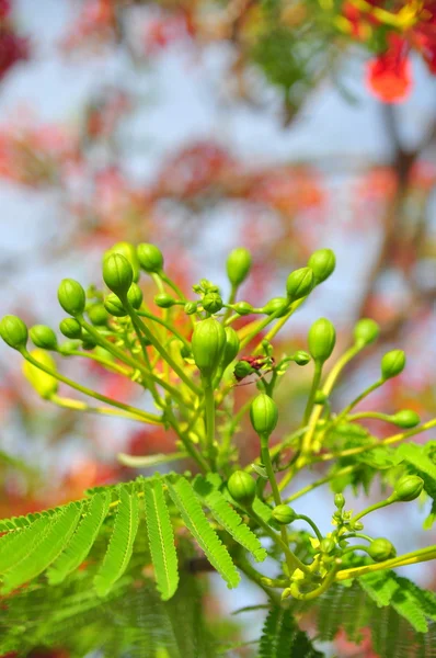 Tropická poinciana červené květy — Stock fotografie