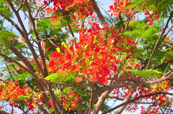 Poinciana tropikalne czerwone kwiecie — Zdjęcie stockowe