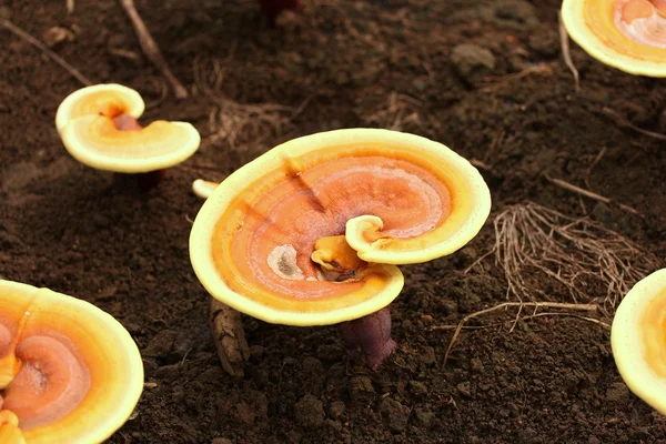 Ganoderma sau ciuperca Lingzhi în natură — Fotografie, imagine de stoc