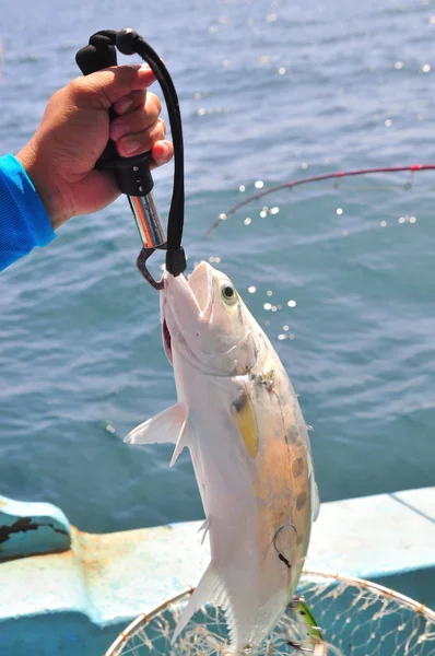 Queenfish en el anzuelo y la red de pesca —  Fotos de Stock