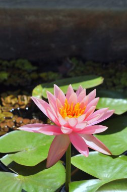 Nilüfer çiçek güneş