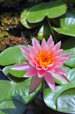 Nilüfer çiçek güneş