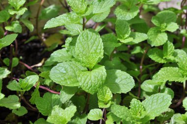 Vietnam'da bir gruptaki nane yaprağı