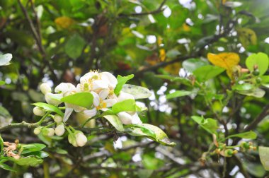 Greyfurt çiçeği bahar Vietnam