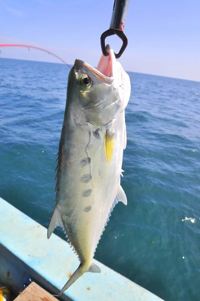 Queenfish in the hook and fishing net — Stock Photo, Image