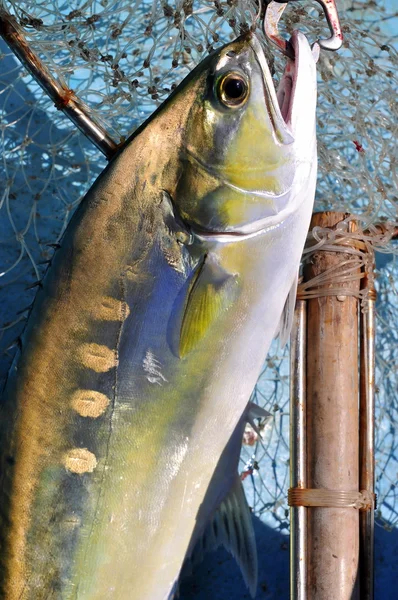 Queenfish in the hook anf fishing net — Stock Photo, Image