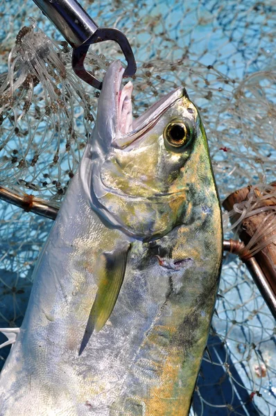 Queenfish no anf gancho rede de pesca — Fotografia de Stock