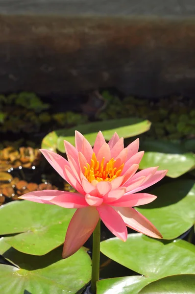 Nilüfer çiçek güneş — Stok fotoğraf