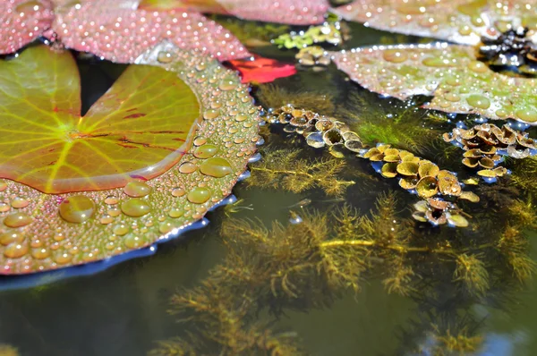 Fiore di ninfee sotto il sole — Foto Stock