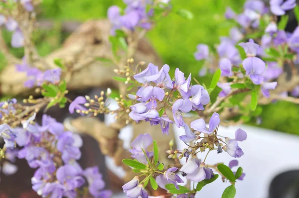 Flor púrpura en el parque en la primavera —  Fotos de Stock