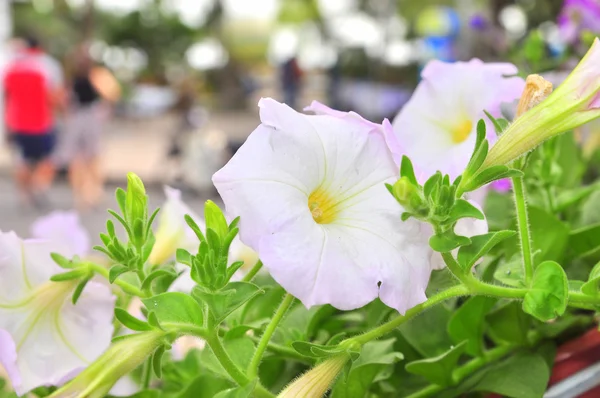 Fleur de pétunia blanc au printemps — Photo