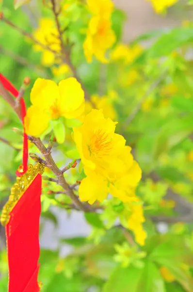 Flor de albaricoque amarillo en primavera —  Fotos de Stock