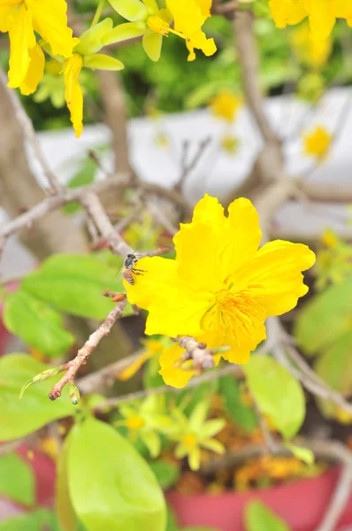 春に黄色のアンズの花 — ストック写真