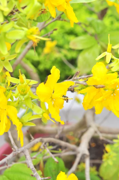 Flor de albaricoque amarillo en primavera —  Fotos de Stock