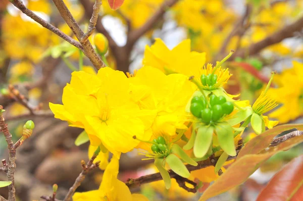 Yellow apricot blossom in the spring — Stock Photo, Image