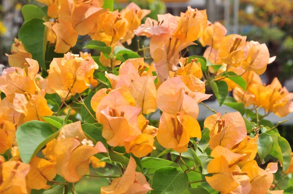 Red Bougainvillia blossom in the spring — Stock Photo, Image