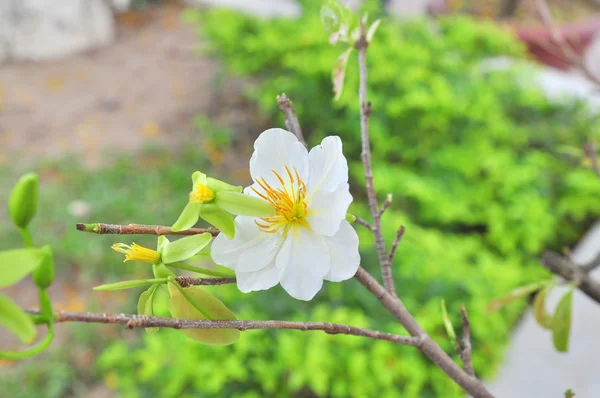 Floresce de damasco branco na primavera — Fotografia de Stock