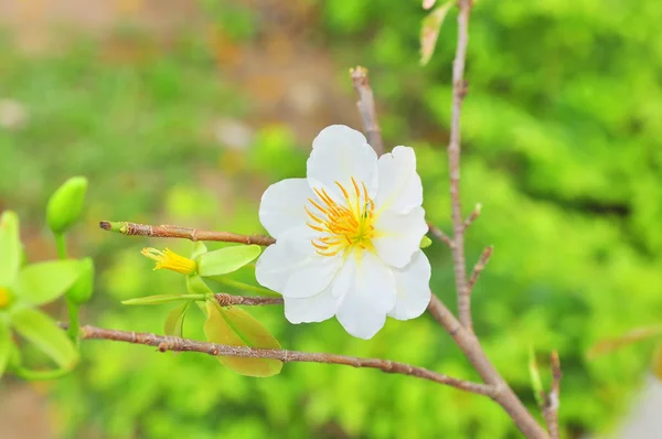 White apricot blossom in the spring — Stock Photo, Image