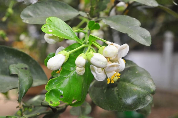 Flor de toranja na primavera no Vietnã — Fotografia de Stock