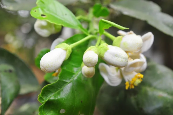 Flor de toranja na primavera no Vietnã — Fotografia de Stock