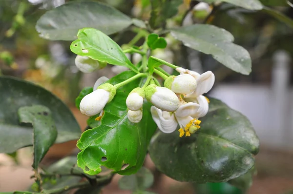 Pampelmusenblüte im Frühling in Vietnam — Stockfoto