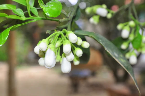 Flor de toranja na primavera no Vietnã — Fotografia de Stock