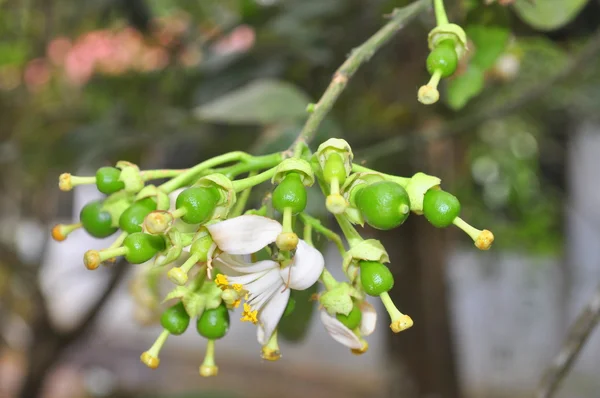 Grapefruit bloesem in het voorjaar in Vietnam — Stockfoto