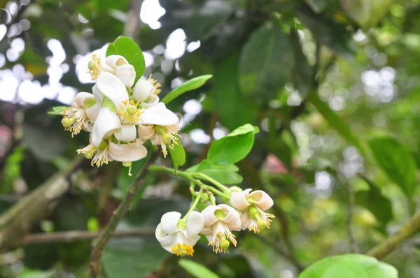 Pampelmusenblüte im Frühling in Vietnam — Stockfoto