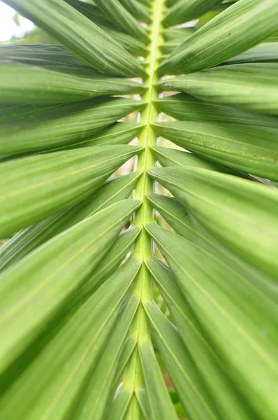 Równoległe palm zielony liść w Azji — Zdjęcie stockowe
