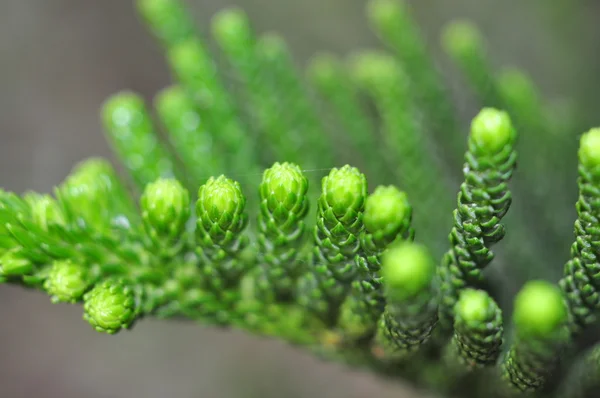 Зеленые сосновые почки зимой — стоковое фото